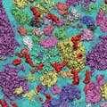 Link to highlight of mycoplasma simulation