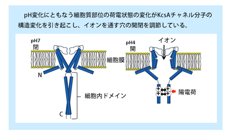 イオンチャンネル分子
