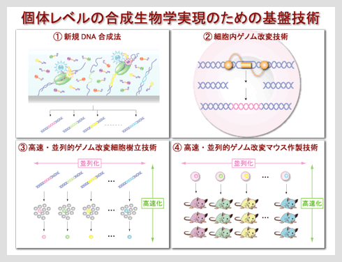 個体レベルの合成生物学実現のための基盤技術